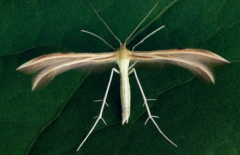 ... dingy white plume