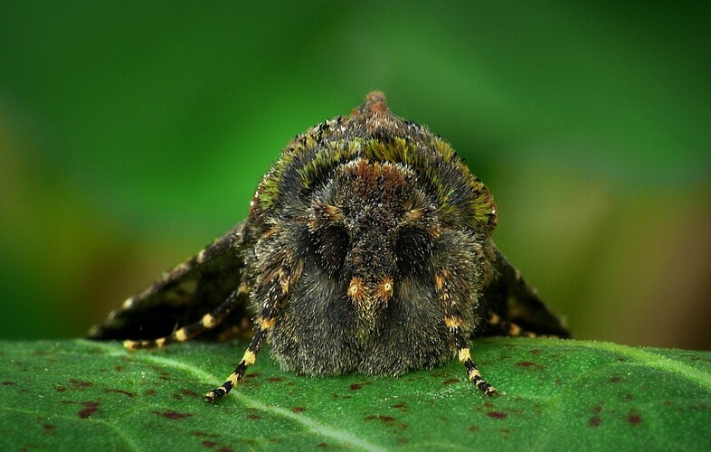 ... green-brindled dot