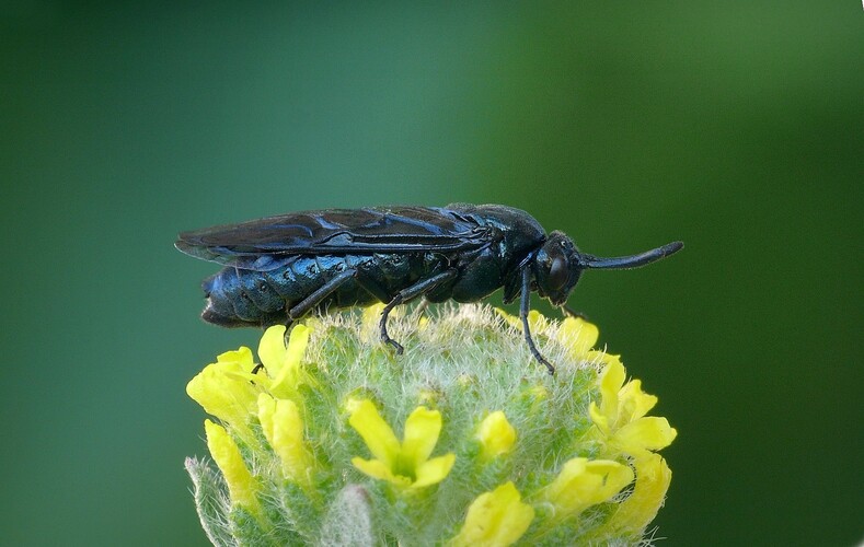 ... berberis sawfly