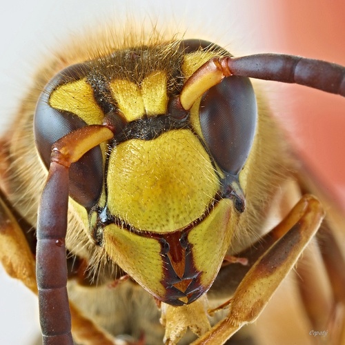 BZZZZZ