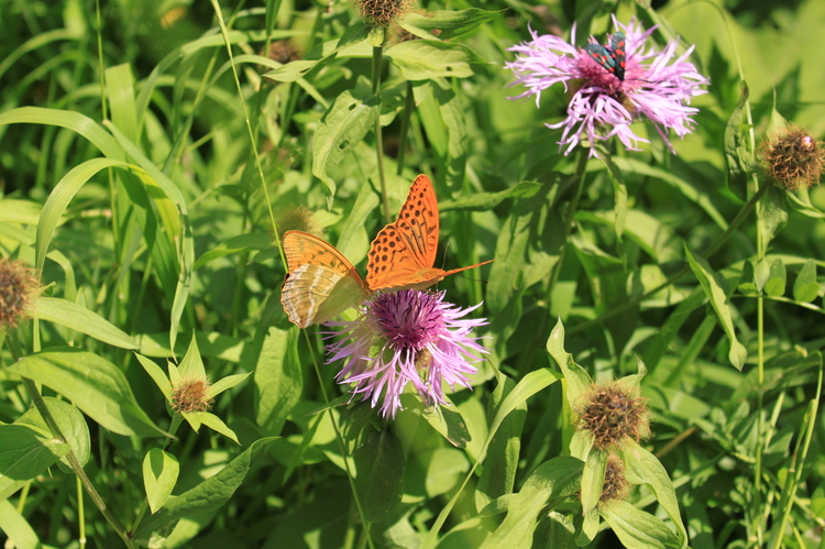 Butterflies
